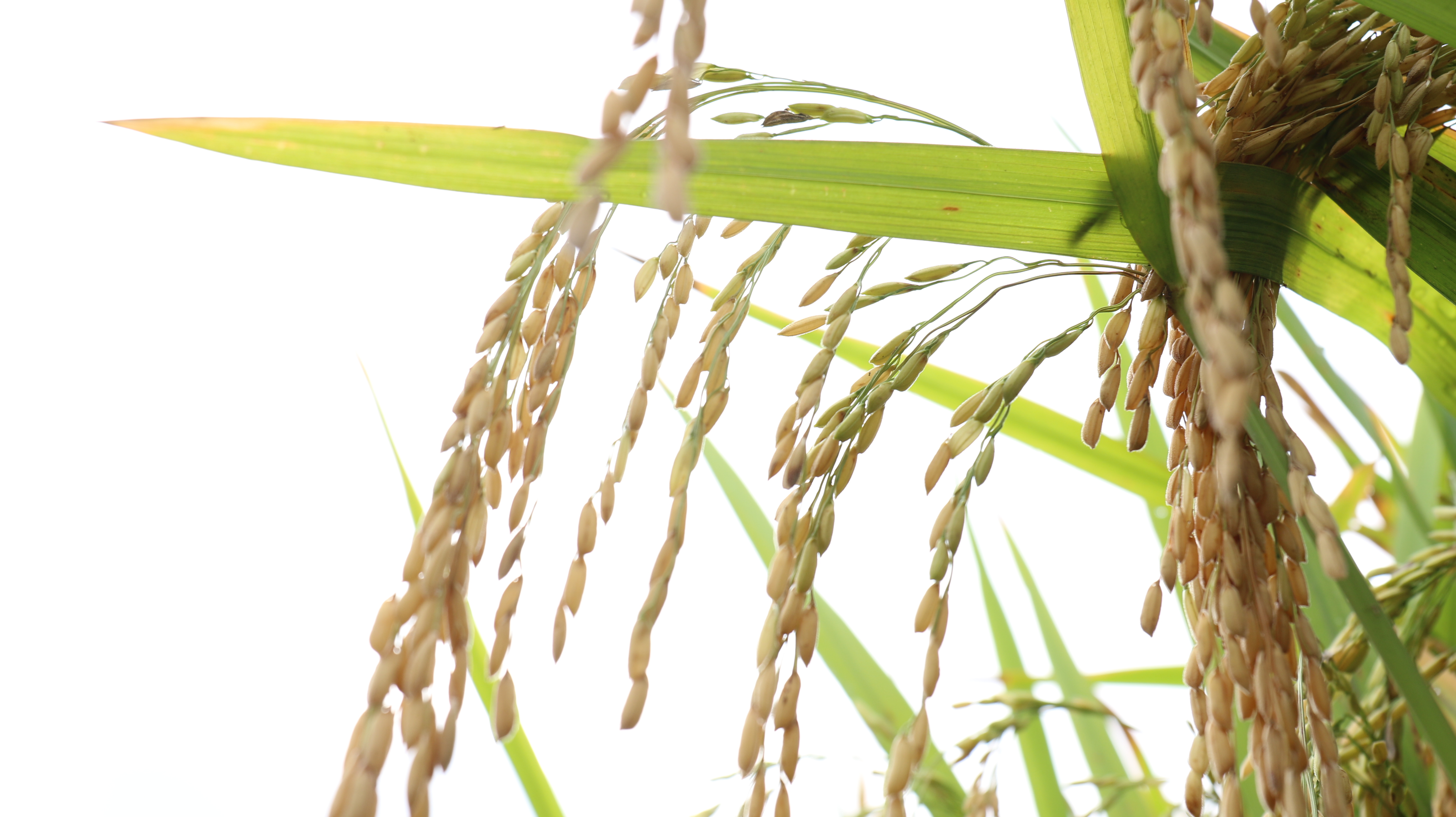 《广元三农》栏目——农业多贡献  农机走在前