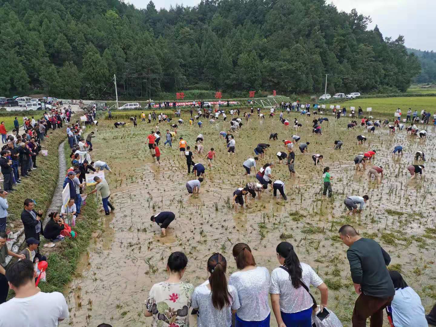 昭化区磨滩镇举行第二届丰收节暨抓鱼大赛