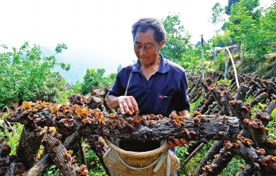 青山绿水出好货　广元山珍俏天下——山珍产业助力我市群众脱贫致富